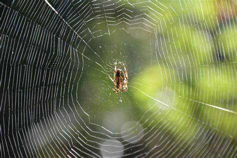 spin web